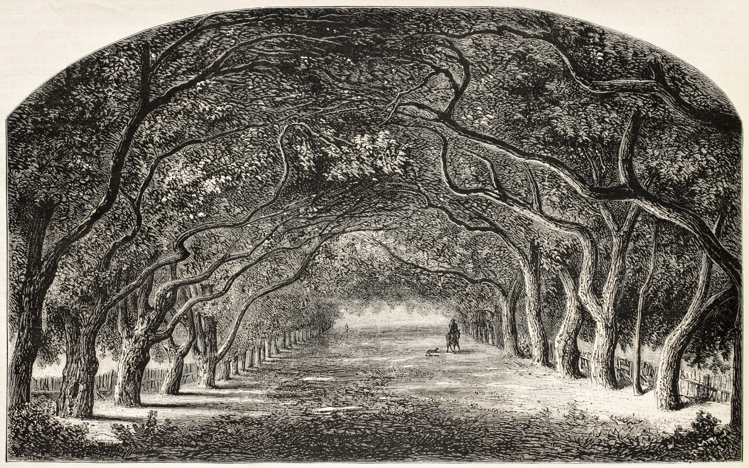 Vieille illustration de marche en châtaignier. Créé par De Bar et Cosson-Smeeton, après la tablette de Rousseau dans la galerie Khalil-Bey. Publié sur L'Illustration, Journal Universel, Paris, 1868